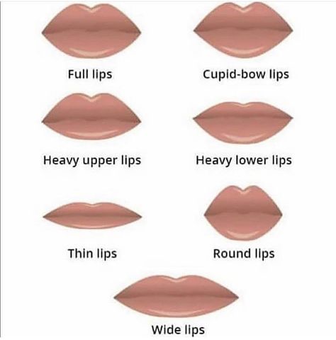 Lip Shapes Chart, Bow Types, Cupids Bow Lips, Women Lips, Lips Shape, Lip Types, Shape Chart, Gourmet Salt, Glitter Lip Gloss