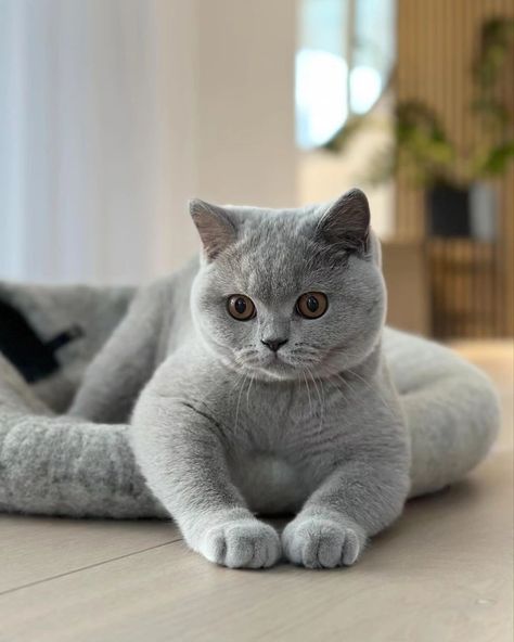 British Short Haired Cat, British Blue Kitten, British Blue Cat, Cat Phone Wallpaper, Dream's Cat, British Shorthair Cats, Grey Cat, Pretty Animals, Blue Cat