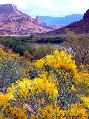 Southwest Scenery, Utah Plants, Utah Home, World Most Beautiful Place, Radiator Springs, Places In Usa, Places In America, Dream Vacations Destinations, Utah Usa