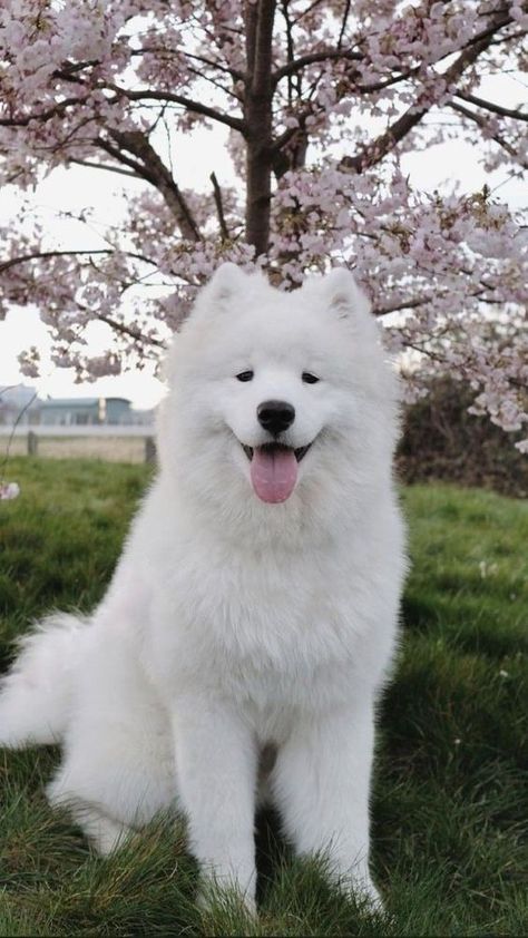 Samoyed Puppy, Very Cute Puppies, Samoyed Dogs, Cute Animals Puppies, Very Cute Dogs, Train Your Dog, Pretty Dogs, Fluffy Dogs, Pretty Animals