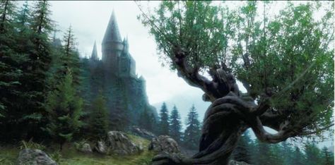 the Whomping Willow; Harry Potter and the Prisoner of Azkaban Harry Potter Pc, Harry Potter Background, Harry Potter Icons, The Prisoner, The Prisoner Of Azkaban, Potter Facts, Hogwarts Castle, Hogwarts Aesthetic, Prisoner Of Azkaban