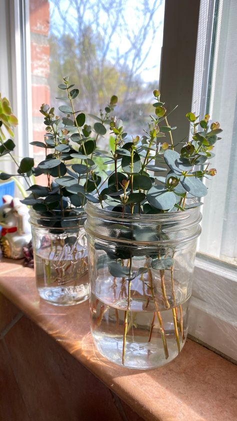 Propagating cuttings in water - the lazy method - Valley Gardens Plants That Root In Water, How To Propagate Honeysuckle, Rose Propagation In Water, Propagating In Water, Plant Clippings In Water, Plant Cuttings In Water, How To Propagate Plants In Water, Eucalyptus Propagation, Rooting Plants In Water