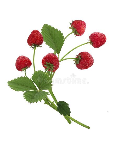 Strawberries Background, Cottagecore Png, Strawberry Png, Strawberry Leaves, Plant Icon, Strawberry Flower, Rainbow Fruit, Strawberry Plants, Summer Wines