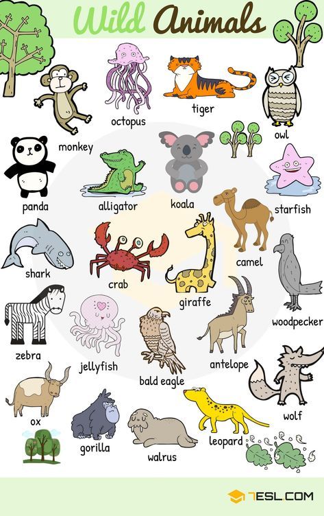 3.3Kshares Learn animals vocabulary/ animal names through pictures. Everybody loves animals, keeping them as pets, seeing them at the zoo or visiting … Wild Animals List, Animals Name In English, Vocabulary English, Animal Names, Learning English For Kids, English Worksheets For Kids, English Vocab, Kids English, List Of Animals