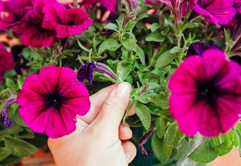 Want Bushier Petunias That Bloom All Season? Deadheading Is the Key Compost Container, Petunia Plant, Growing Blueberries, Deadheading, Perennial Grasses, Starting Seeds Indoors, Growing Strawberries, Plant Problems, Garden Guide