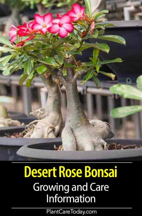 Desert Rose Bonsai (Adenium Obesum) small hardy easy to grow succulent tree, producing pink white or red flowers, glossy leaves and a bulbous base Desert Rose Succulent, Adenium Obesum Desert Rose, Adenium Flowers, Dessert Rose Plant, Bonsai Growing, Hawaii Plants, Desert Rose Care, Adenium Bonsai, Impala Lily