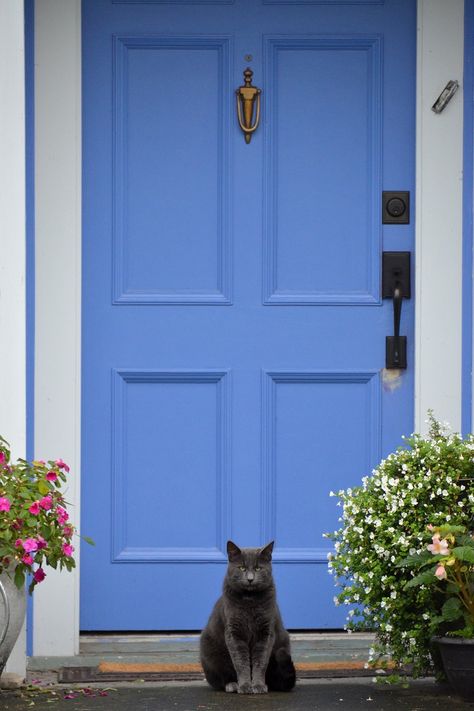 Periwinkle front door with grey cat Periwinkle Front Door Colors, Periwinkle Exterior House Colors, Cornflower Blue Front Door, Blue House With Purple Door, Bright Front Door Colors, Periwinkle Front Door, Blue Front Doors, Sky Blue Front Door, Blue House Purple Front Door