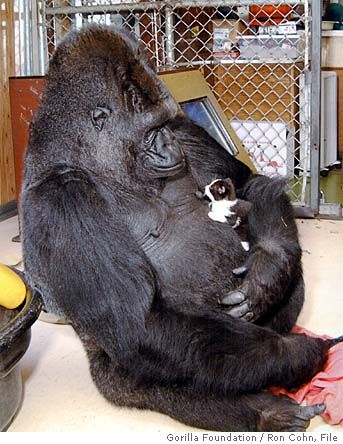 Amazing Koko with her pet cat.  She communicates in American Sign Language.  She has a large vocabulary, and creates sentences, even inventing new ideas. Unlikely Animal Friends, Baby Gorilla, Gorilla Gorilla, Animals Friendship, Unusual Animals, Weird Animals, Primates, Sweet Animals, Animals Friends