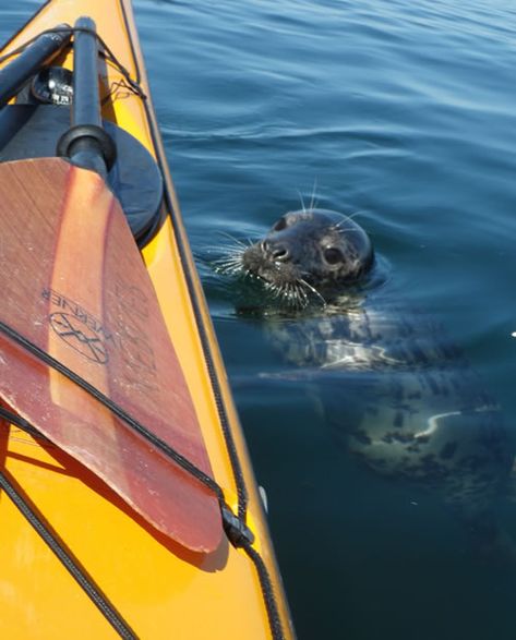 Bonito, Nature, Kayaking Aesthetic, Ocean Kayaking, Double Kayak, Salish Sea, Sea Kayak, North Berwick, West Coast Scotland