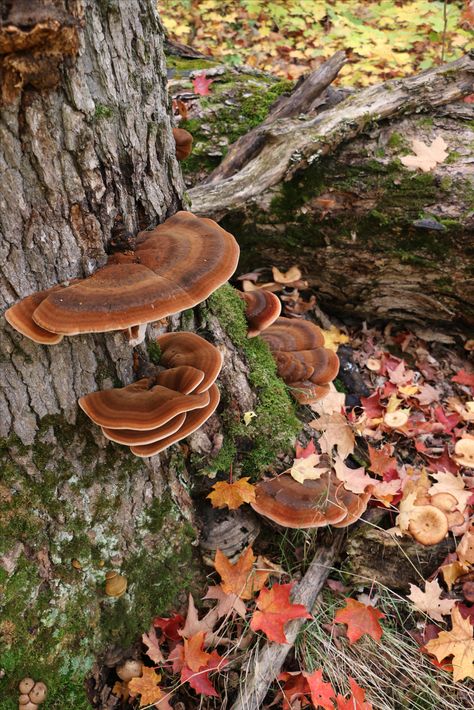 Autumn Mushroom. Photography taken by Mandy Wong. All right reserved. Fungi Aesthetic, Forestcore Aesthetic, Fairies Movie, Mushroom Photography, Autumn Cottagecore, Mushroom Core, Fall Cottagecore, Pixie Hollow, Autumn Fairy