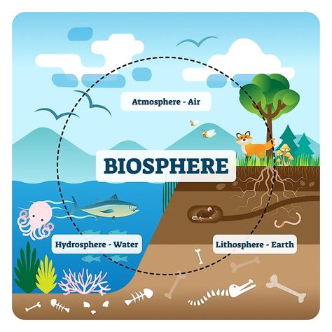 The Four Spheres Of The Earth - WorldAtlas Subsystems Of The Earth, Ecosystems Projects, Earth's Spheres, Earth Science Lessons, Carbon Cycle, Earth And Space Science, Earth Atmosphere, Natural Ecosystem, Photosynthesis