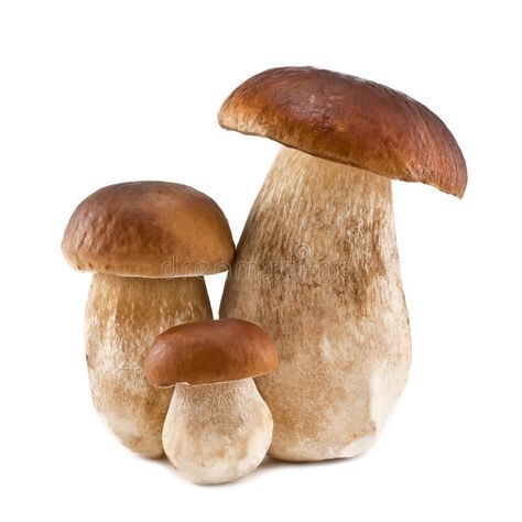 Boletus family. Three boletus isolated on white background , #sponsored, #boletus, #family, #Boletus, #background, #white #ad Mushroom Png, Mushroom Clipart, Food Art Painting, Mushroom Cottage, Mushroom Pictures, Family Stock Photo, Edible Mushrooms, Natural Laundry, Mushroom Powder