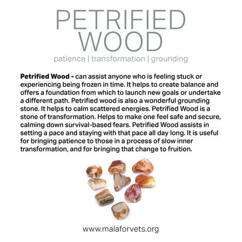 Petrified Wood Meaning, Crystal Magick, Mental Healing, Red Tiger, Crystals Healing, Gemstone Meanings, Crystal Healing Stones, Moonstone Crystal, Frozen In Time