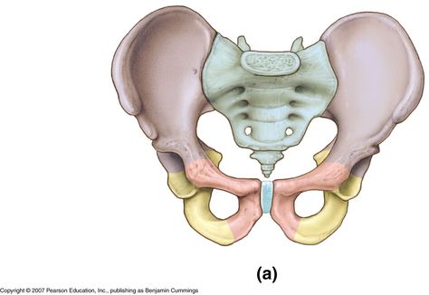 Pelvis Anatomy, Pelvic Girdle, Pelvic Bone, Anatomy Bones, Anatomy Drawing, Art Techniques, Easy Drawings, Free Images, Anatomy