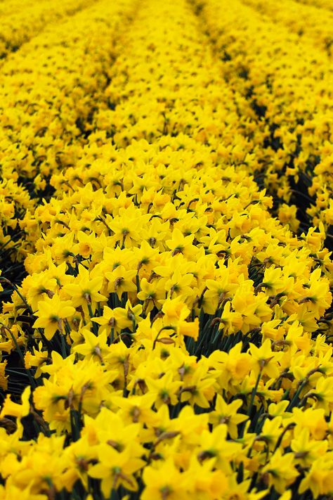 yellow daffodils full bloom mount vernon washington Blossom Photoshoot, Mount Vernon Washington, Daffodil Day, Seattle Photos, Pop Of Yellow, Skagit Valley, Photo Opportunity, Yellow Daffodils, Mount Vernon