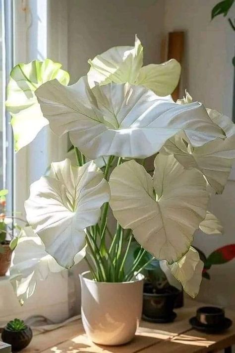 Cool Houseplants, Rare Houseplants, Household Plants, Inside Plants, Plant Decor Indoor, House Plants Decor, Colorful Plants, Plants And Flowers, House Plants Indoor