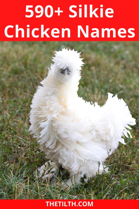 590+ Silkie Chicken Names Good Chicken Names, Silkie Chickens Coop, Cute Chicken Names, Hatching Chickens, Duck Coop, Silkie Chickens, Backyard Chicken Farming, Chicken Life, Chicken Cages