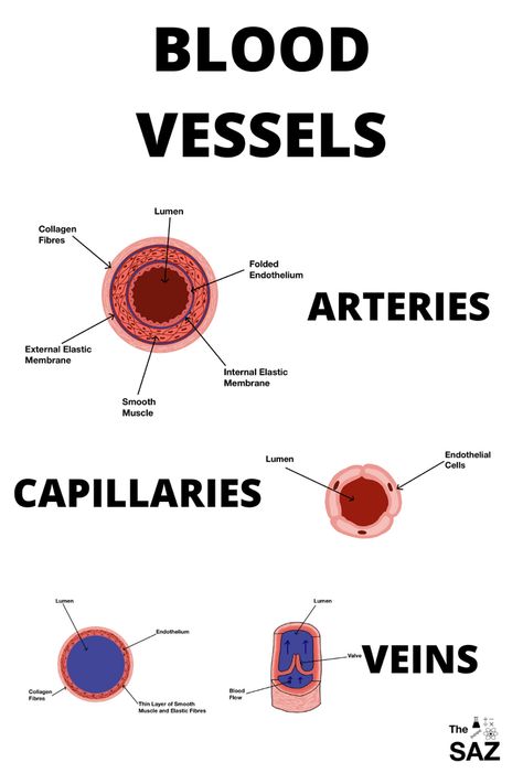 Learn Biology, Study Biology, Basic Anatomy And Physiology, Nurse Study Notes, Nursing Student Tips, Biology Facts, Medical Student Study, Nursing School Studying, Medicine Student