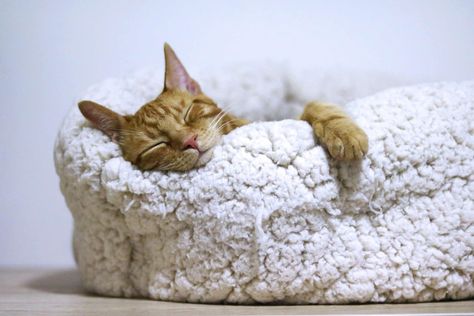 Do Cats Get Cold?: How to Keep a Cat Warm in Winter May Activities, April Activities, February Activities, Perfect Bed, Math Test, Dog Sofa, Cat Facts, Healthy Pets, April Fools Day