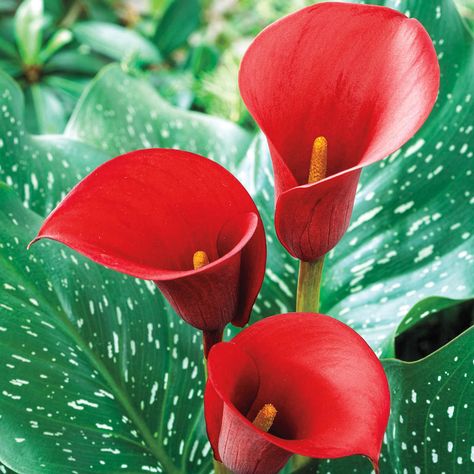 Coloring Book Flowers, Calla Lily Bulbs, Late Summer Flowers, Calla Lily Flower, Spring Hill Nursery, American Meadows, Perennial Bulbs, Arabian Night, Lily Bulbs