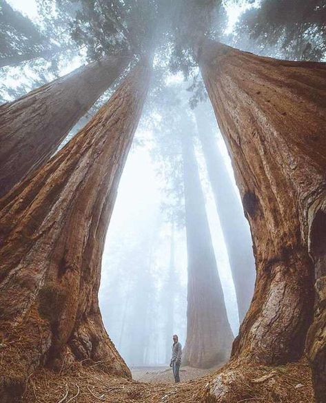 Gigantic trees, or miniature human? - Imgur Weird Trees, Sequoia Tree, Kings Canyon National Park, Giant Tree, Redwood Tree, Kings Canyon, Sequoia National Park, Ancient Tree, 수채화 그림