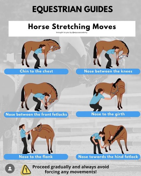 Ground Work For Horses, Horse Training Ground Work, Horse Training Exercises, Horse Exercises, Horse Care Tips, Cute Horse Pictures, Horse Health, Cute Horses, Horse Training