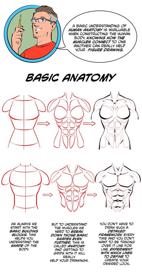 Male Anatomy Tutorial Step By Step, Muscle Torso Reference, How To Draw Torso Muscles, Human Anatomy Study Art, How To Draw Lady Muscles, Muscular Male Body Base Drawing, How To Draw The Male Body Anatomy, Make Torso Reference, How To Draw A Muscular Man Step By Step