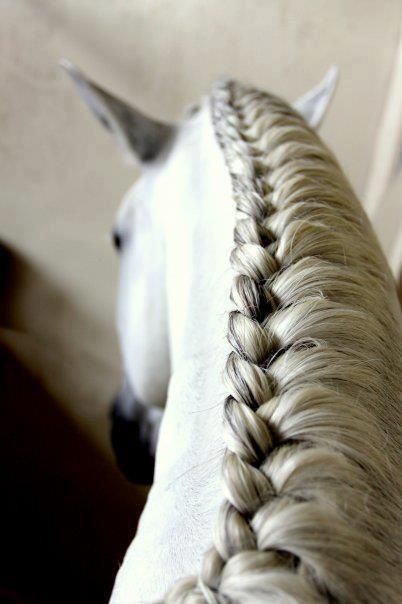 Running braid #horse White Horse, A Horse, Braids, White, Plaits