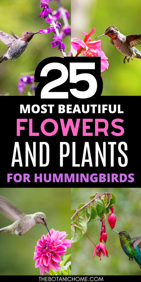 A vibrant hummingbird garden filled with colorful hummingbird flowers and hummingbird plants perfect for a backyard birds sanctuary that attracts hummingbirds and butterflies. Hummingbird Favorite Flowers, Hummingbird Plants Perennials, Plants For Hummingbirds, Hummingbird Garden Flowers, Hummingbird Habitat, Hummingbird Nectar Recipe, Tall Succulents, Backyard Flowers Beds, Backyard Birds Sanctuary