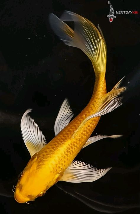 Koi Fish Top View, Koi Fish Reference Photo, Koi Fish Reference, Koi Fish Scales, Gold Koi Fish, Zoo Coloring Pages, Coy Fish, Koi Carp Fish, Koi Painting