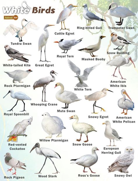 White Birds – Facts, List, Pictures Different Birds With Names, Birds Breeds, Bird Classification, British Birds Identification, Birds Species, Scientific Name Of Animals, Bird Species Chart, Facts About Birds, Different Types Of Birds