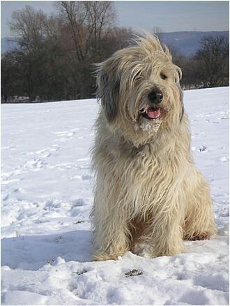 Catalan Sheepdog, Tibet Terrier, Scruffy Dogs, Shaggy Dog, Unique Dog Breeds, Rare Dog Breeds, Rare Dogs, Tibetan Terrier, Bearded Collie