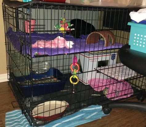 Dog kennel turned bunny rabbit mansion :) Use wire storage cubes to piece together a second level (tie with zip ties) and two of the cube pieces for steps to the second level. Rabbit Mansion, Diy Bunny Cage, Diy Guinea Pig Cage, Airline Pet Carrier, Ferret Cage, Diy Dog Kennel, Puppies Tips, Rabbit Cages, Bunny Cages