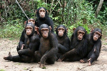 Baby Chimpanzee, Types Of Monkeys, Ape Monkey, Mandrill, Jane Goodall, Great Ape, Lovely Animals, Wildlife Habitat, Primates