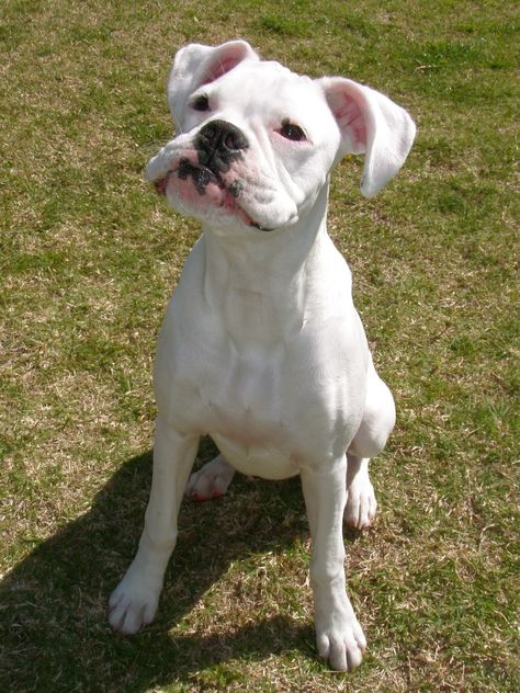 Marvelous #white #boxer Lilly Boxer Dog Pictures, Boxer Dogs Facts, White Boxer Dogs, Boxer And Baby, Dog White, Cesar Millan, Boxer (dog), Boxer Puppy, Dog Exercise