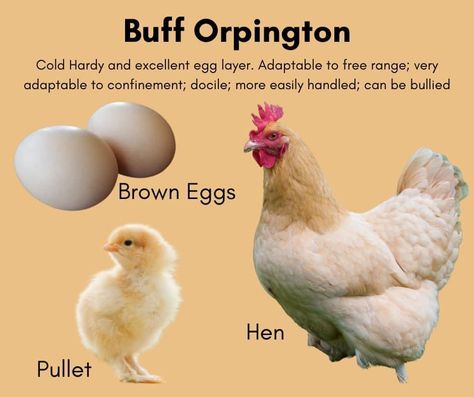 Buff Orpingtons, Chicken Breeds For Eggs, Buff Orpington Chickens, Como Plantar Pitaya, Chicken Flock, Chicken Coop Garden, Buff Orpington, Egg Laying Chickens, Types Of Chickens