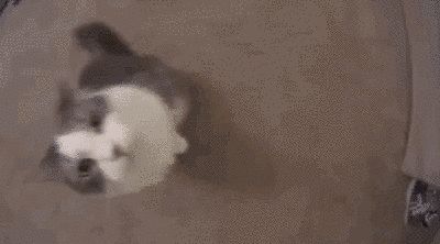 This cat who out-booped a human. | 23 Cats Who Won 2015 Cat Gifs Discord Banner, Gif Pfp For Discord Funny, Cute Cat Gifs Discord, Cat Header Gif, Cat Gifs Discord, Cat Gif Wallpaper, Cute Cat Banner, Cat Banner Gif, Cat Banner Discord