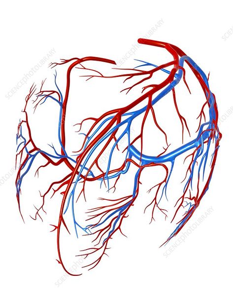 Computer artwork of the coronary vessels of the heart, showing he coronary arteries (red) and veins (blue). Veins Anatomy Drawing, Veins Illustration, Heart Veins, Anatomy Education, Vascular System, Blue Veins, Body Pattern, Arteries And Veins, Red Veins