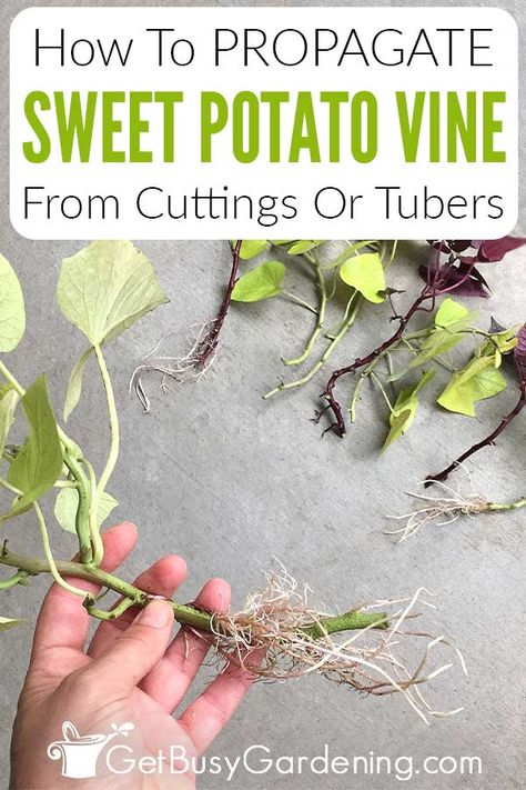 Any question you’ve ever had about propagating sweet potato vines is answered in this comprehensive guide. In it I discuss ornamental sweet potato vine propagation from start to finish. You’ll learn exactly what parts can be multiplied, and how to prepare it for the process. Then I discuss the best time of year, different methods you can use, and how to root sweet potato vine slips successfully. Learn how to use cuttings or tubers to expand your favorite varieties into new beautiful plants. Propagate Sweet Potato, Sweet Potato Vine Planter, Vine Propagation, Sweet Potato Plant Vine, Potato Vine Planters, Sweet Potato Vines, Sweet Potato Slips, Mint Plant, Sweet Potato Plant