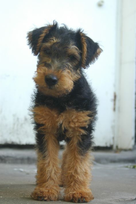 Atticus, Welsh Terrier, 2 months Airedale Puppy, Airedale Terrier Puppies, Dog Breeds That Dont Shed, Airedale Dogs, Ideas For Dogs, Lakeland Terrier, Dogs Stuff, Welsh Terrier, Irish Terrier