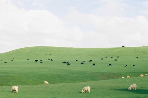 All sizes | Muriwai Rangeland | Flickr - Photo Sharing! Study Aesthetic Wallpaper Horizontal, Artsy Laptop Wallpaper, Weird Desktop Wallpaper, Desktop Ideas, Ipad Background, Desktop Wallpaper Art, Wallpaper Ipad, Cute Desktop Wallpaper, Mac Wallpaper