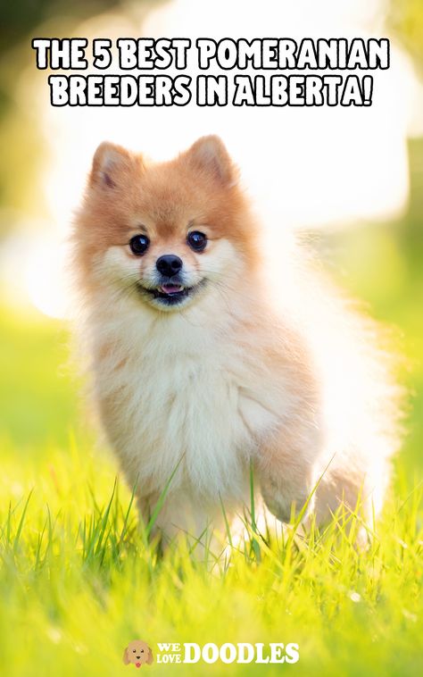 We have a great list of Pomeranian breeders in Alberta, Canada if you want to purchase an adorable Pom puppy.

Pomeranians are a popular breed of small, fluffy dogs known for their playful personalities and adorable appearance. These cute little dogs are an excellent choice for people who live in smaller spaces and want a companion that is easy to care for. Small Fluffy Dogs, Pom Puppy, Pomeranian Breeders, Unique Dog Breeds, Beautiful Dog Breeds, Love Doodles, Beautiful Dog, Fluffy Dogs, Alberta Canada