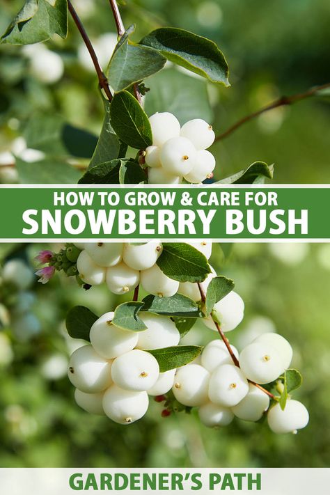 Winter Berry Bush, Coralberry Bush, Snowberry Bush, Common Snowberry, Winterberry Bush, Snow Berries, Pnw Garden, Peace Poles, Garden Notes