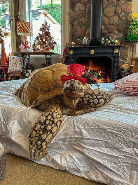 Aesthetic Vet Pictures, Aesthetic Vet, Vet Pictures, Turtle Cage, Outdoor Tortoise Enclosure, Meme Animals, Tortoise Tattoo, Ninja Turtle Pumpkin, Pet Tortoise