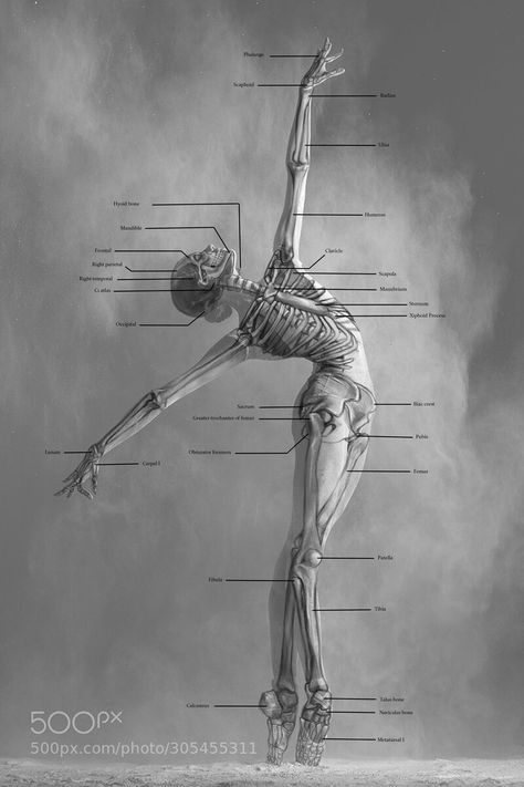 ArtStation - Skeletal Study- Ballerina , Tatiana R. Ballet Body Reference, Ballerina Anatomy, Ballerina Reference Pose, Scary Ballerina, Dark Ballerina Aesthetic, Ballet Poses Drawing, Ballerina Reference, Evil Ballerina, Ballet Reference