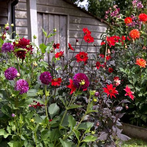 What to grow with dahlias Dahlia Flower Garden, Dahlias Garden, Growing Dahlias, Border Plants, Rock Garden Landscaping, Cut Flower Garden, Backyard Garden Design, Dahlia Flower, Ornamental Grasses