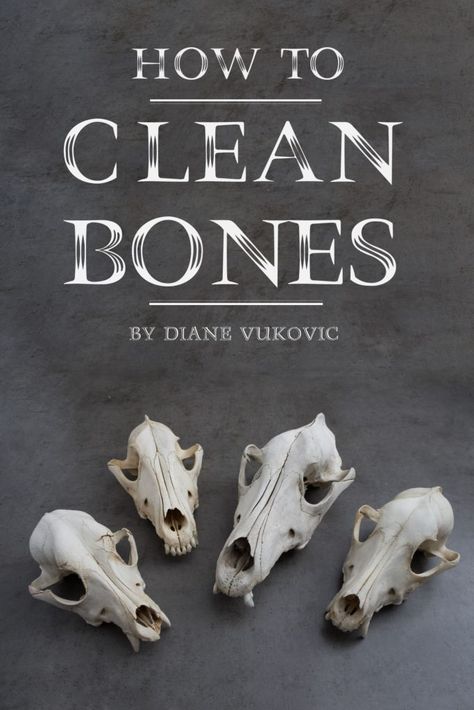 Tanning Hides, Cleaning Window Tracks, Small Bones, Turtle Shells, Antler Crafts, Bird Beaks, Cleaning Painted Walls, Antler Art, Bone Crafts