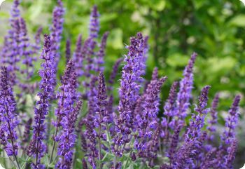 Salvia 'Violet Queen' - Diane's Flower Seeds Maine Garden, Rose Companion Plants, Woodland Sage, Meadow Sage, How To Attract Hummingbirds, Plant List, Growing Seeds, Violet Flower, Garden Features