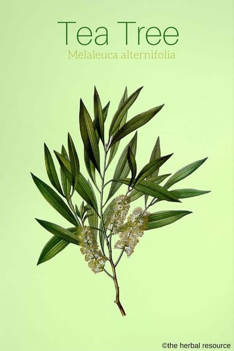 Herb Benefits, Tea Tree Oil Benefits, Tea Tree Oil Uses, Home Remedies For Bronchitis, Oils For Dandruff, Tea Tree Oil For Acne, Australian Tea Tree, Melaleuca Alternifolia, Oil Benefits