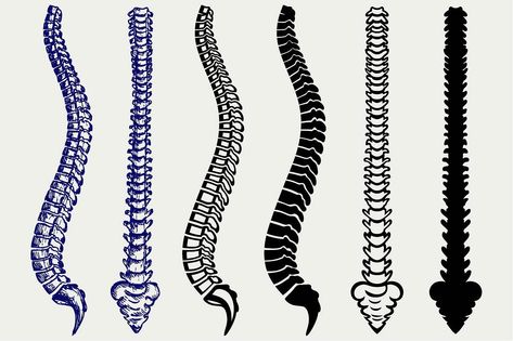 Human spine SVG #file#compatible#Set#SVG Anatomy Spine, Spine Drawing, Front Profile, Human Spine, Serpent Tattoo, Profile Images, Human Bones, Doodle Style, Spine Tattoo